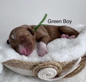 Green boy